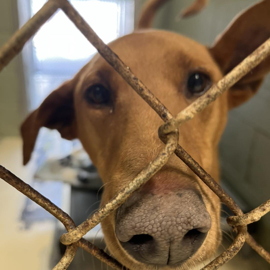 Rayna, a red Rhodesian Ridgeback, is available for adoption at the Animal Care Center.