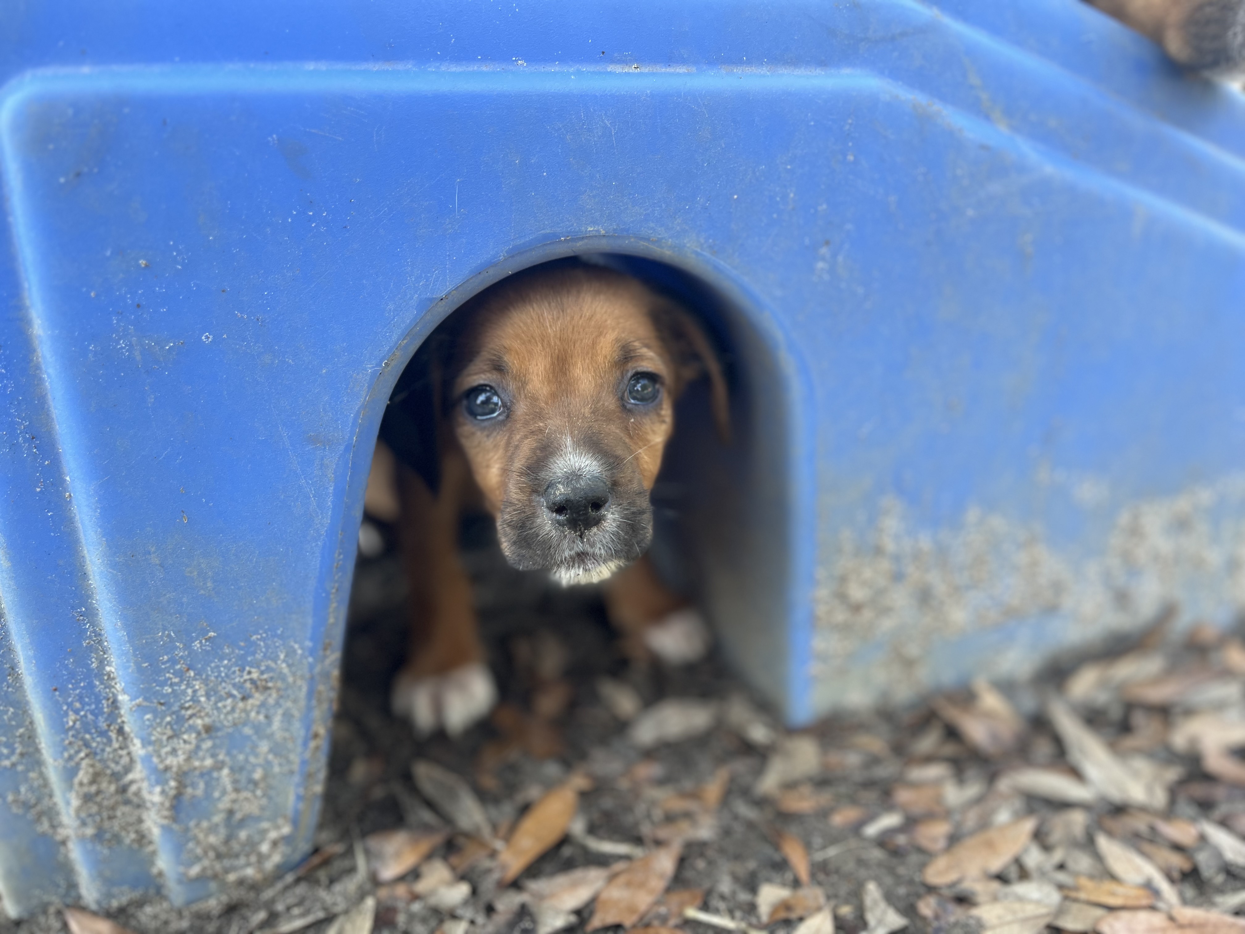 Puppy Photo 51525