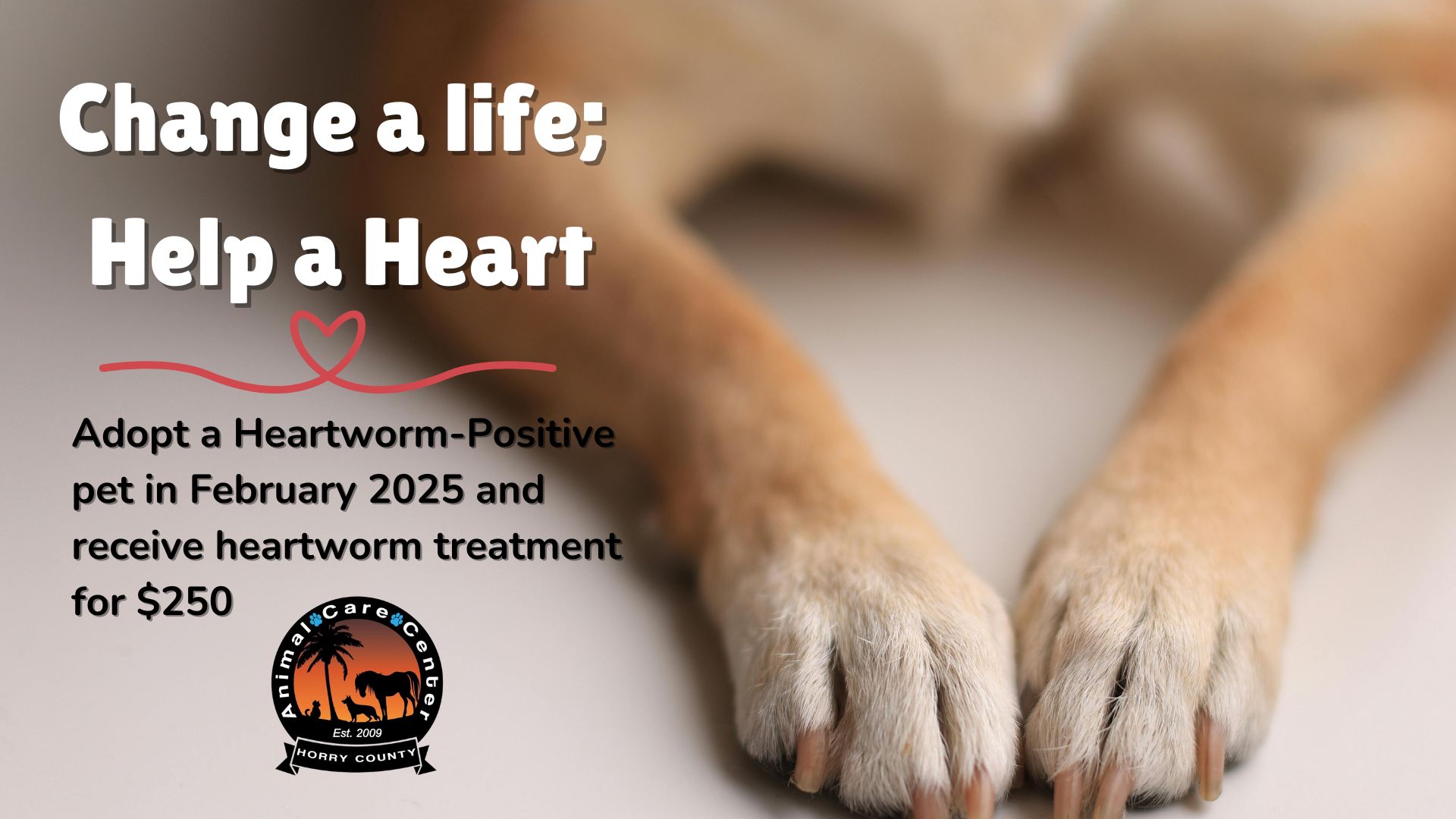 Pets adopted from the Animal Care Center during February 2025 can receive heartworm treatment for $250.