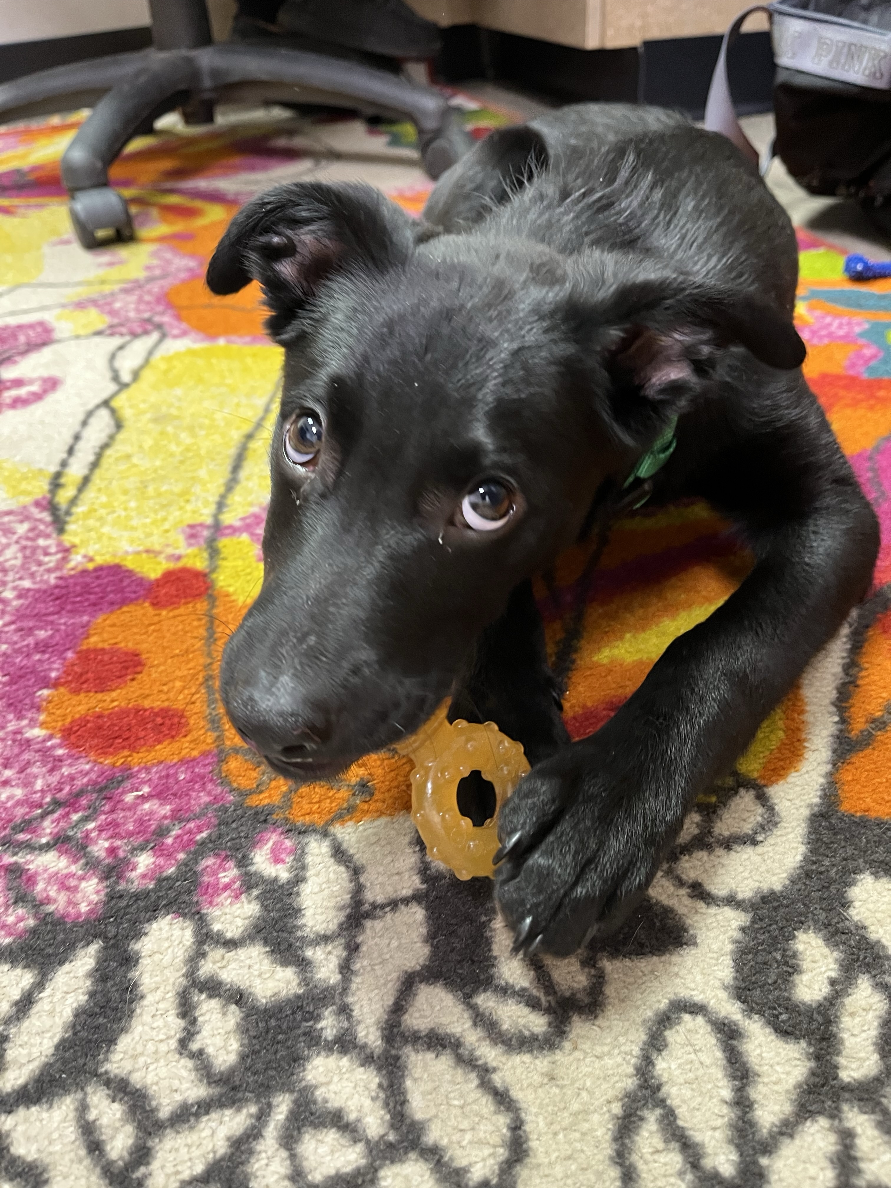 Animal Care Center sees almost 150 pets go "Home for the Pawlidays" in 2024