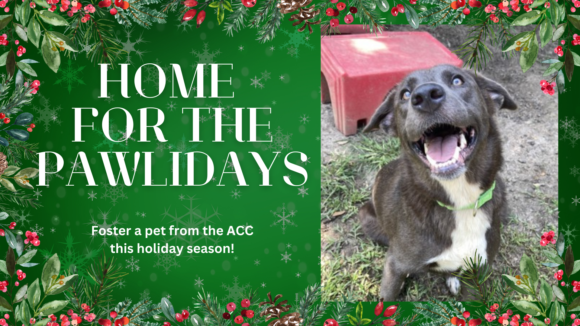 "Home for the Pawlidays" holiday foster program continues for third year at the Animal Care Center.